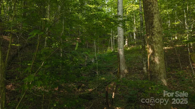 a view of a lush green forest with trees in the background