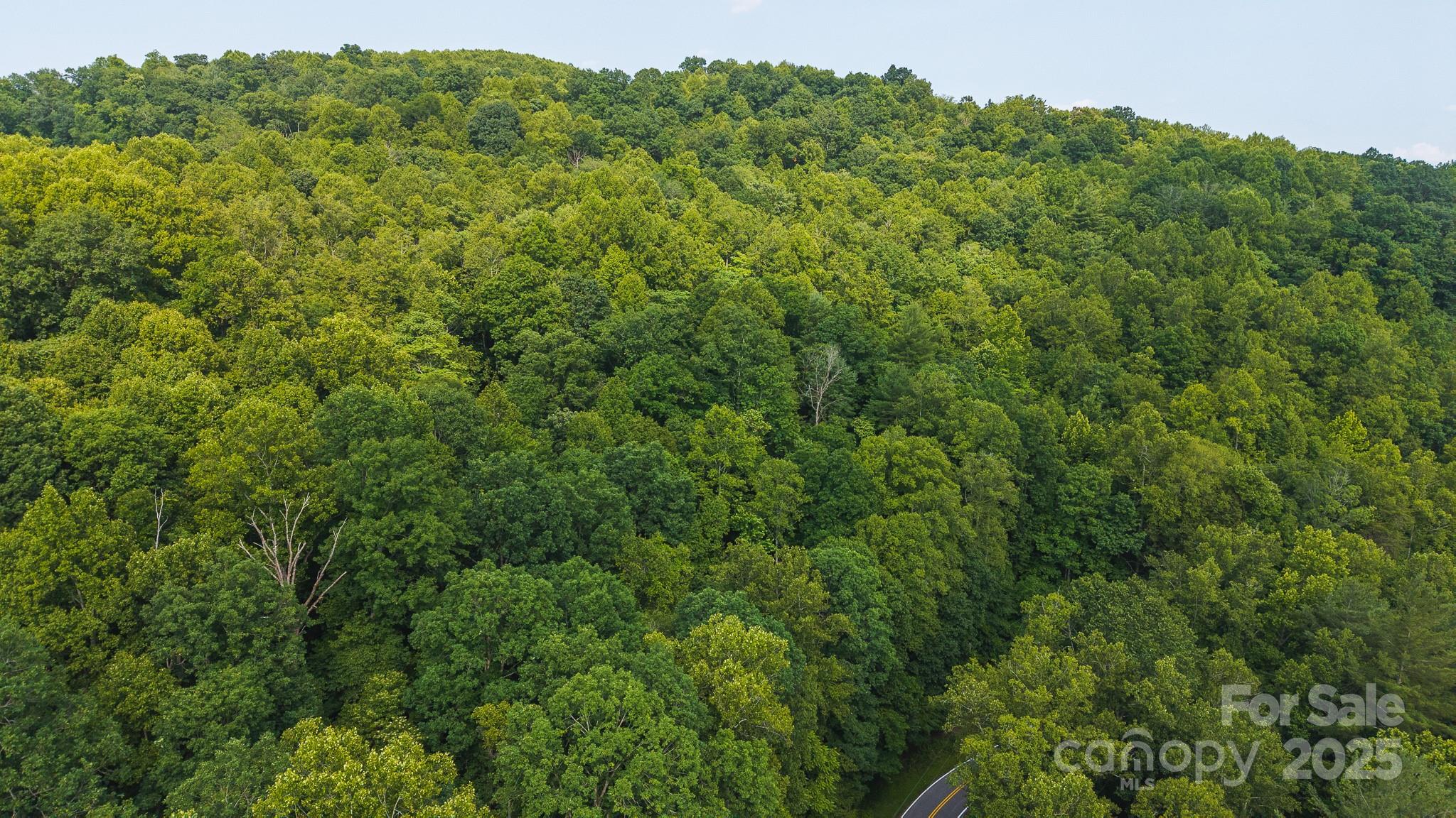 0 Brushy Mountain Road Moravian Falls, NC 28654 - Photo 12 of 26 a view of a lush green forest with trees in the background