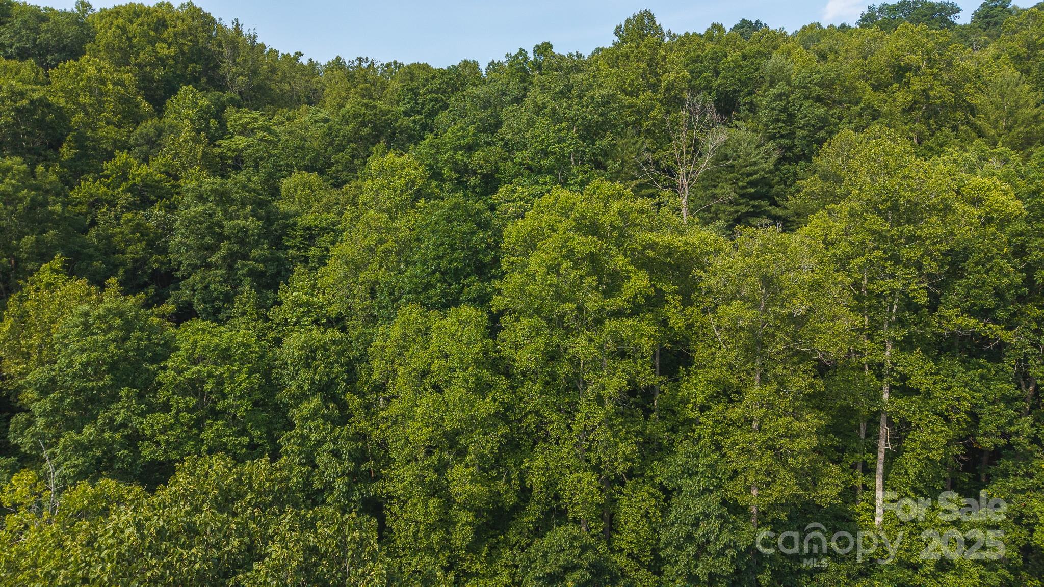 0 Brushy Mountain Road Moravian Falls, NC 28654 - Photo 18 of 26 a view of a large yard with lots of green space