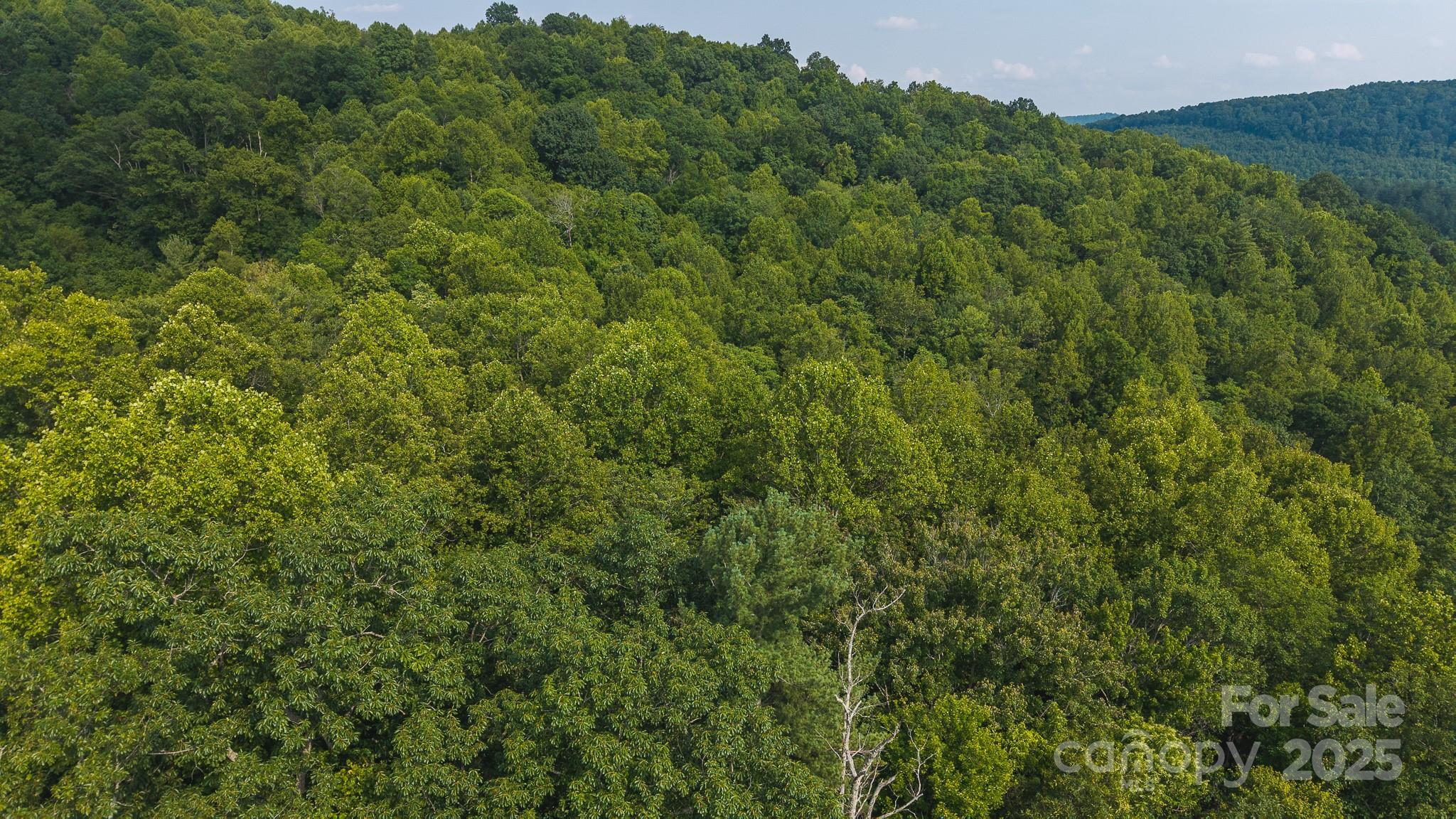 0 Brushy Mountain Road Moravian Falls, NC 28654 - Photo 19 of 26 a view of a lush green forest with lots of trees