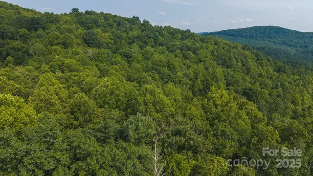 a view of a lush green forest