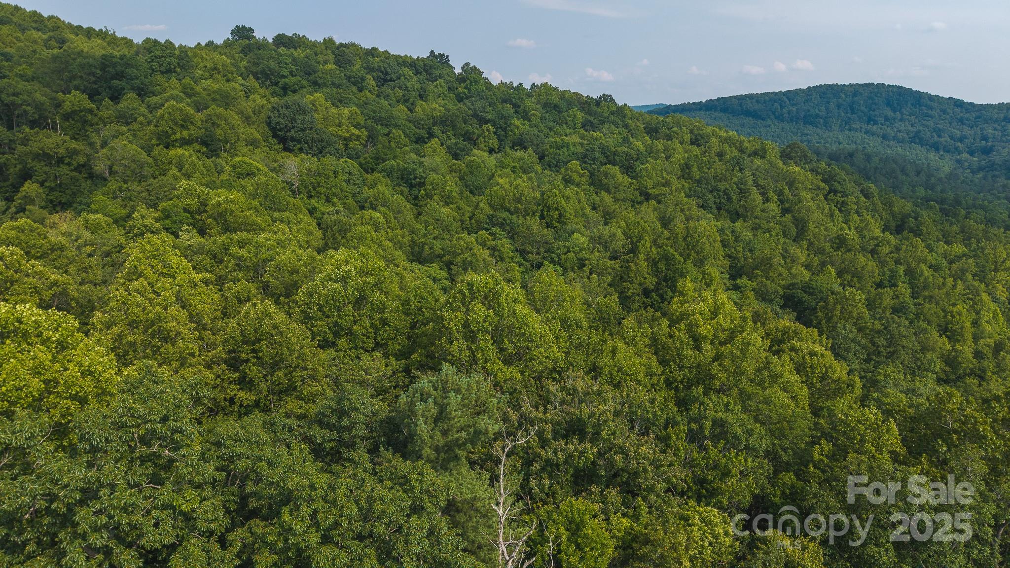 0 Brushy Mountain Road Moravian Falls, NC 28654 - Photo 20 of 26 a view of a lush green forest with trees in the background