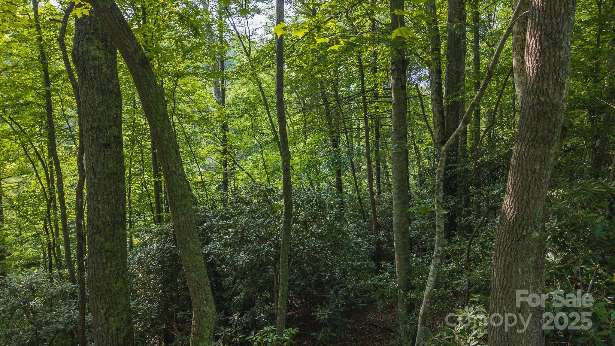 0 Brushy Mountain Road Moravian Falls, NC 28654 - Photo 22 of 26 a view of a lush green forest