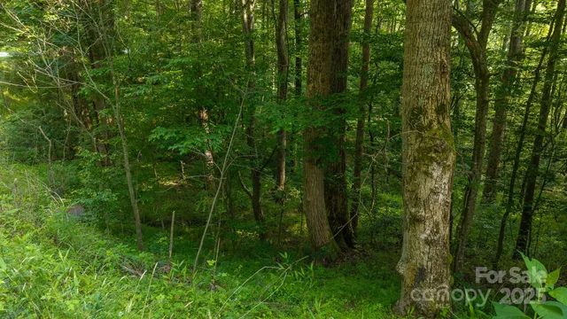 a view of a lush green forest
