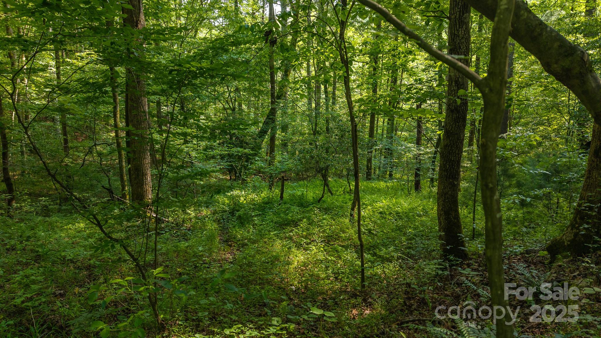 0 Brushy Mountain Road Moravian Falls, NC 28654 - Photo 4 of 26 a view of forest