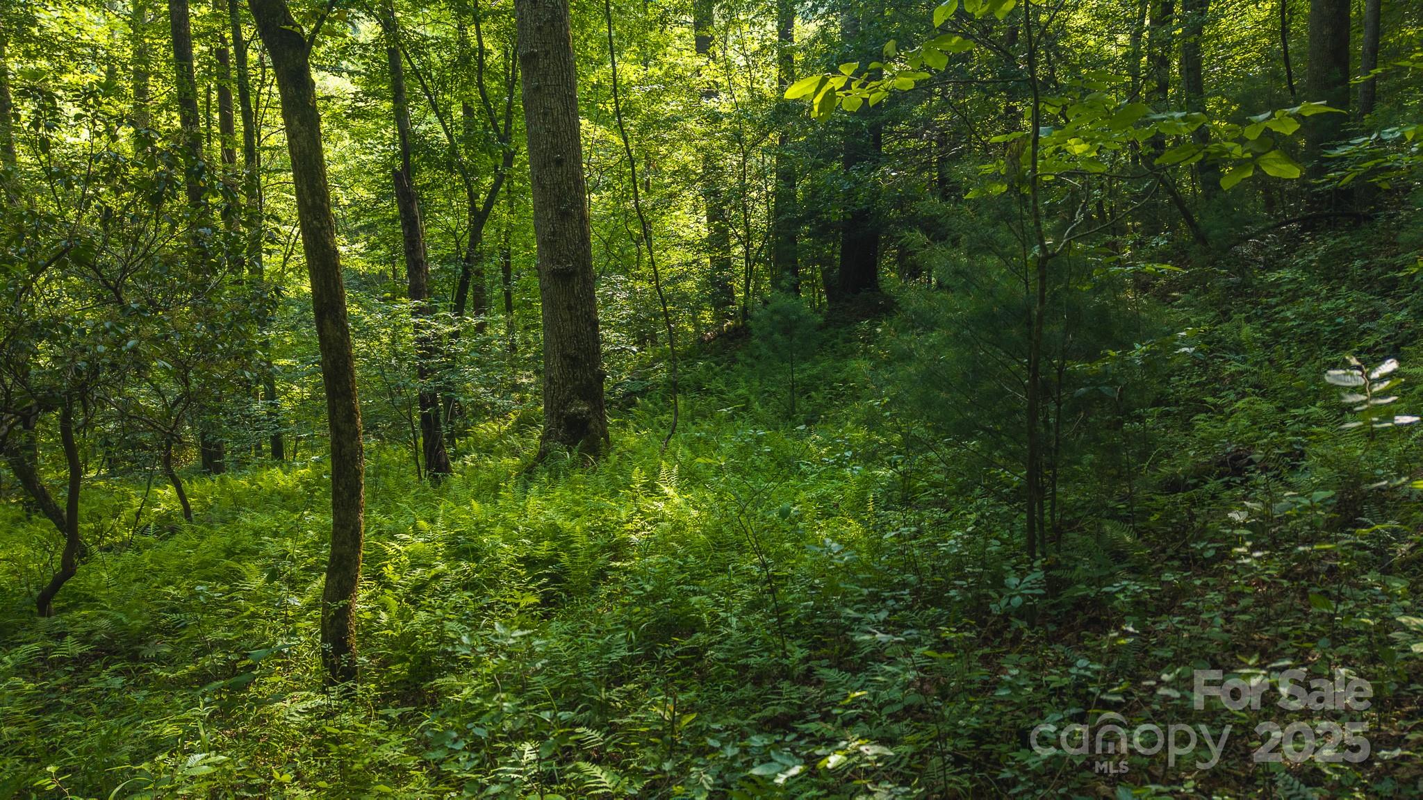 0 Brushy Mountain Road Moravian Falls, NC 28654 - Photo 5 of 26 a view of a lush green forest