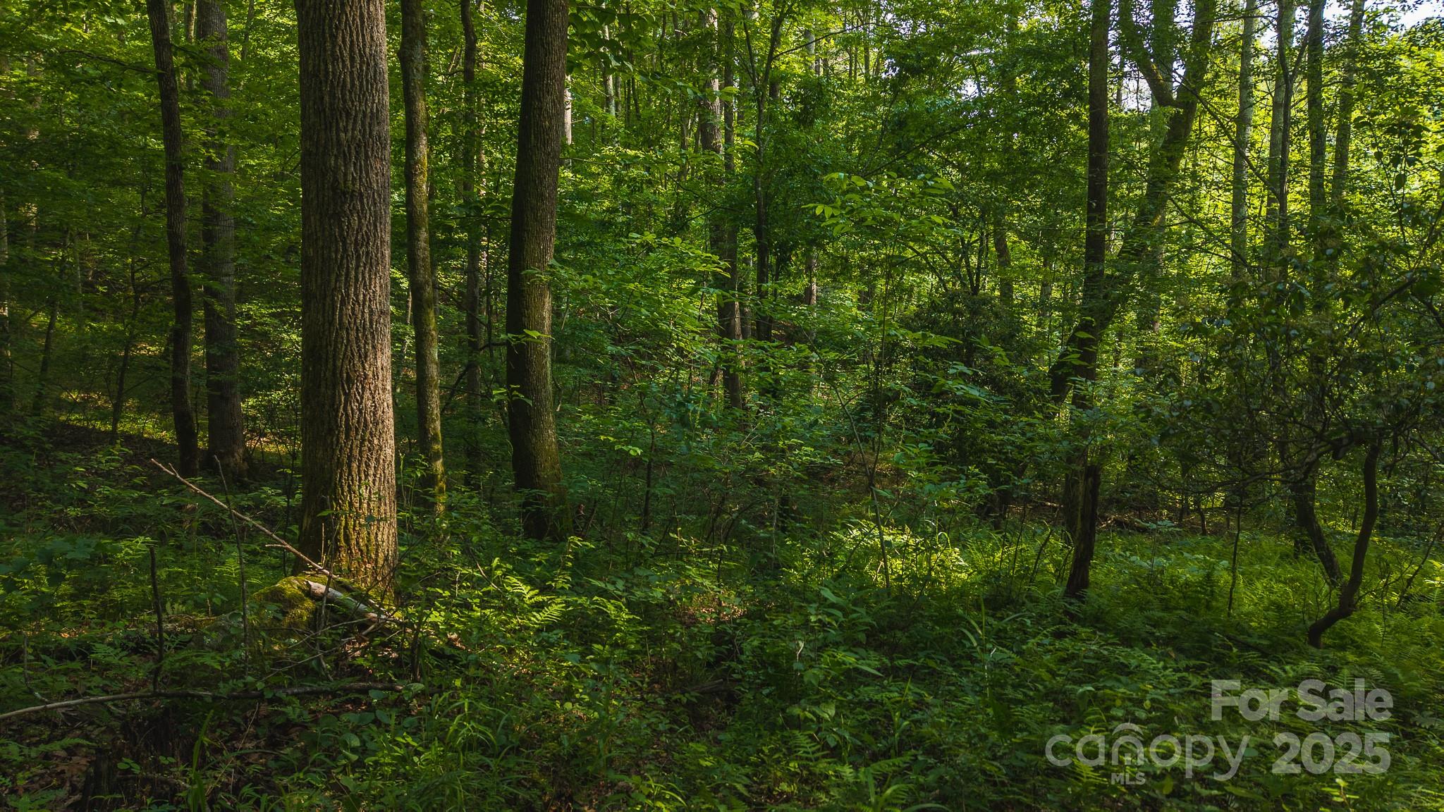 0 Brushy Mountain Road Moravian Falls, NC 28654 - Photo 6 of 26
