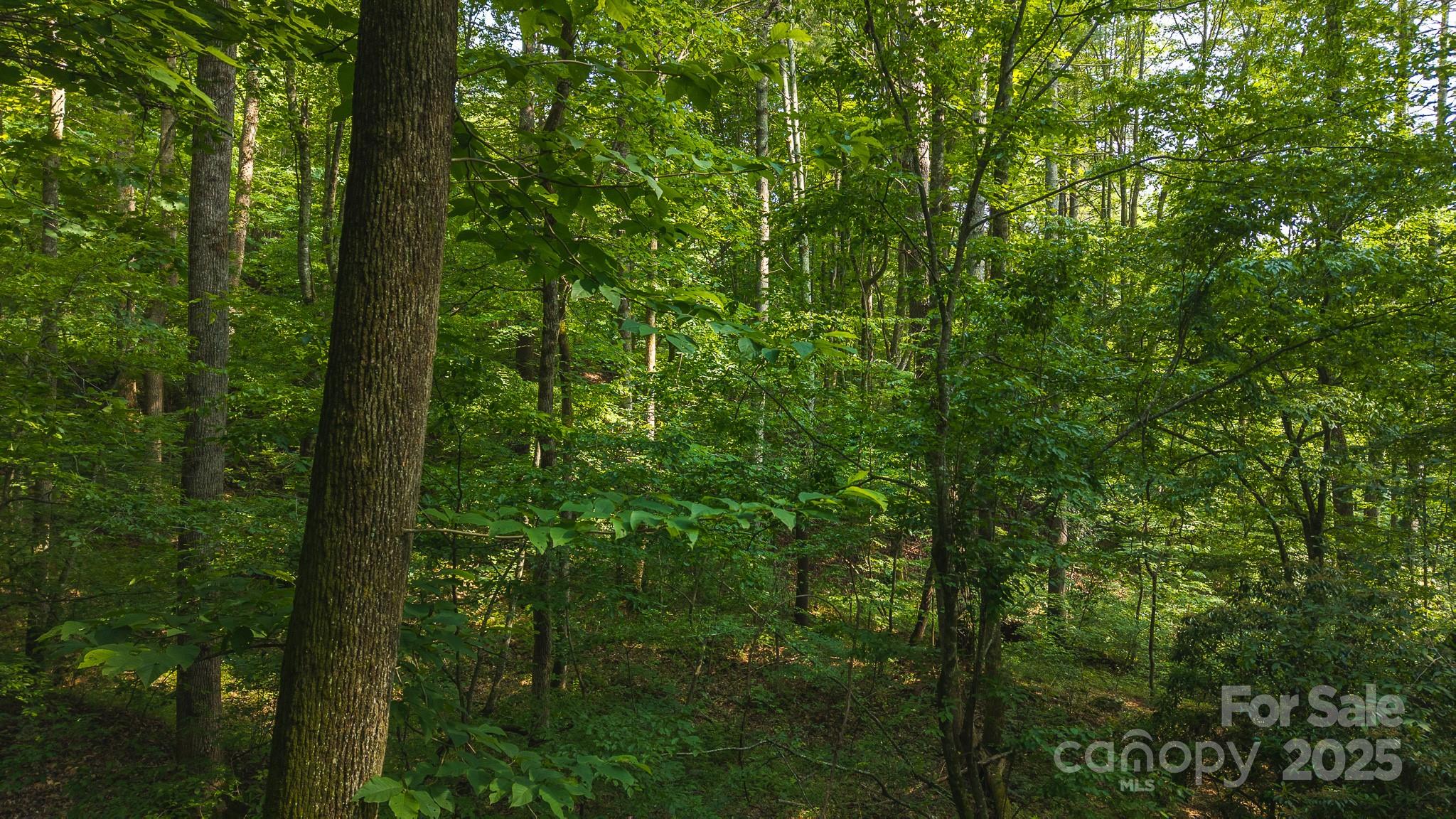 0 Brushy Mountain Road Moravian Falls, NC 28654 - Photo 7 of 26 a view of a forest