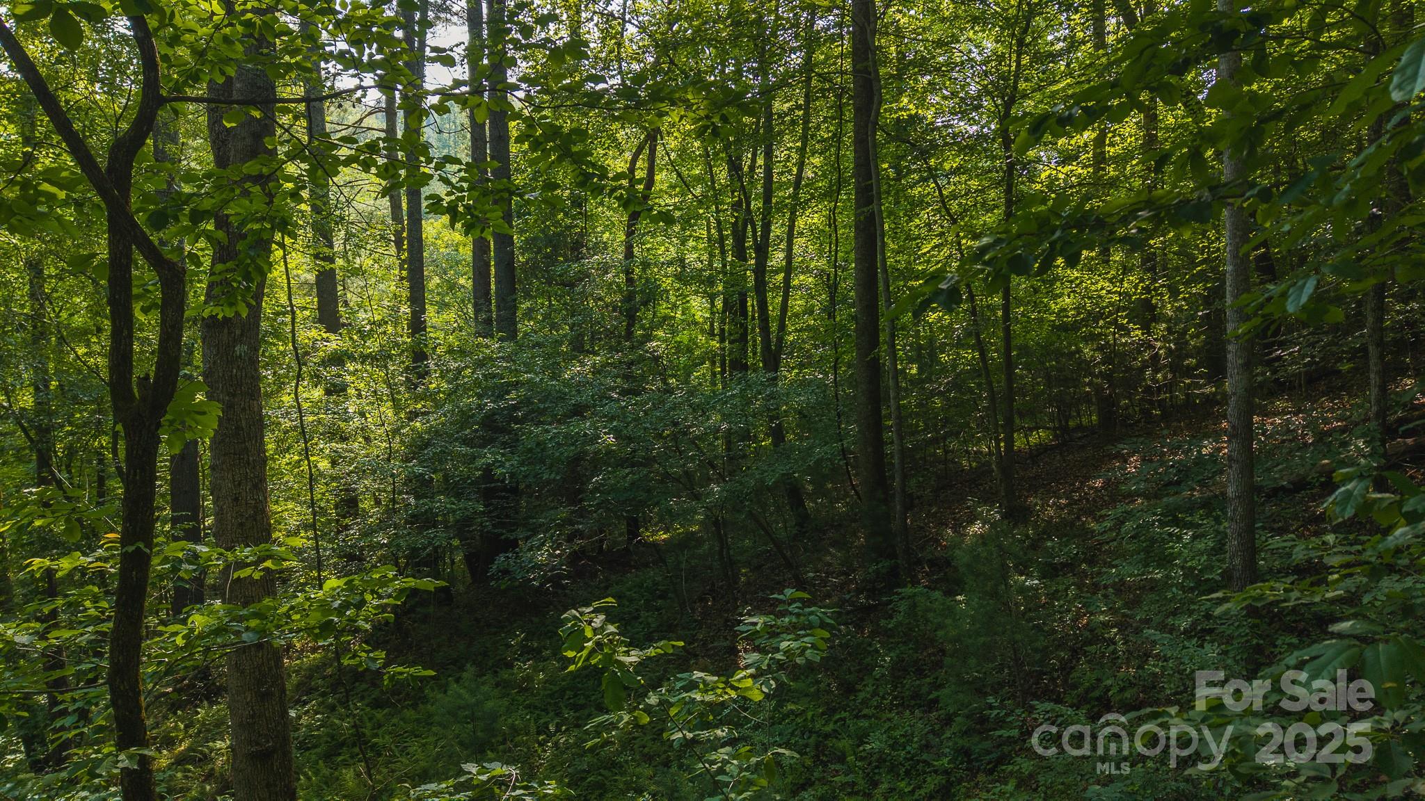 0 Brushy Mountain Road Moravian Falls, NC 28654 - Photo 9 of 26 a view of forest