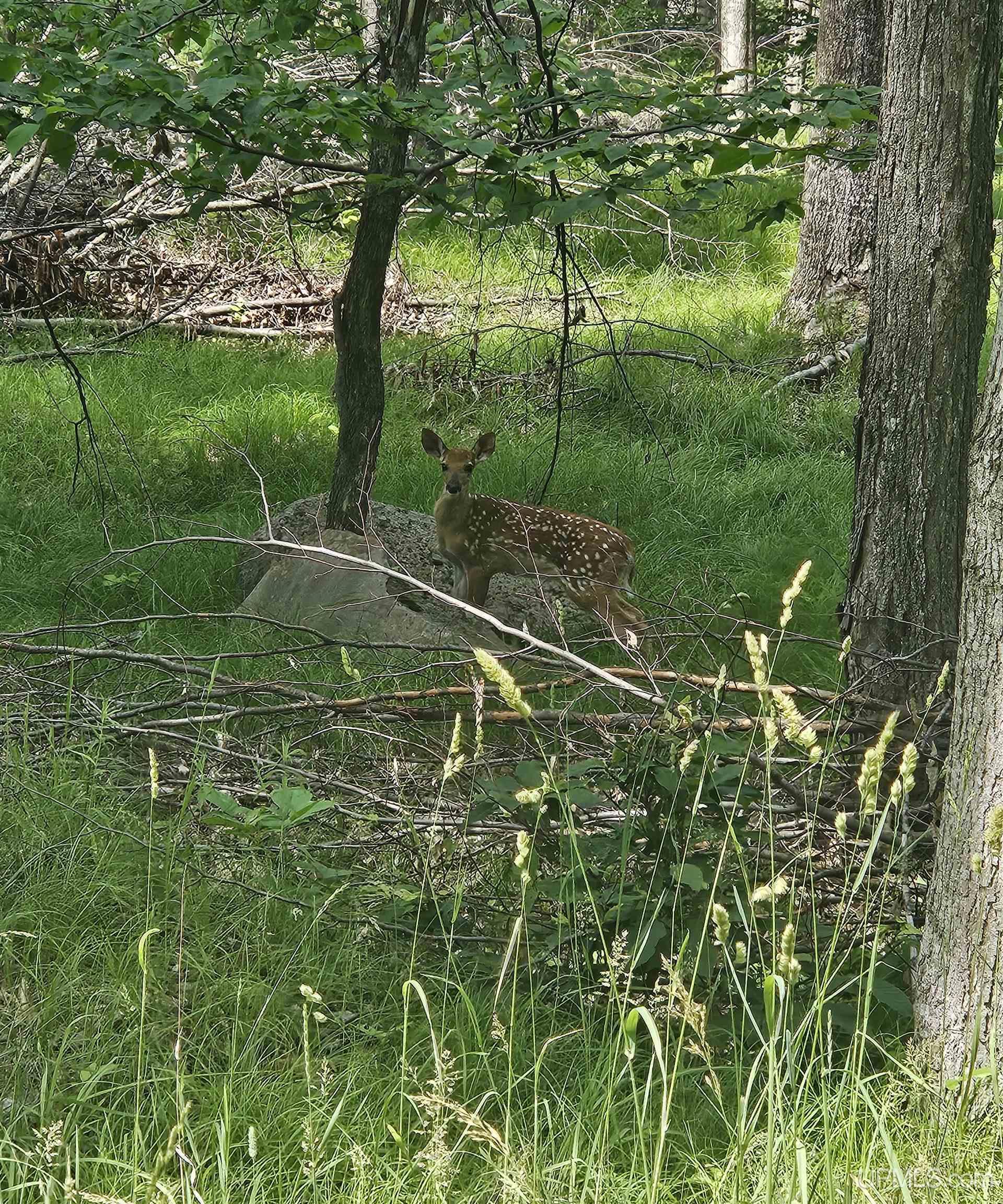 3101 West Ridge Crest Road Vulcan, MI 49892 - Photo 51 of 69