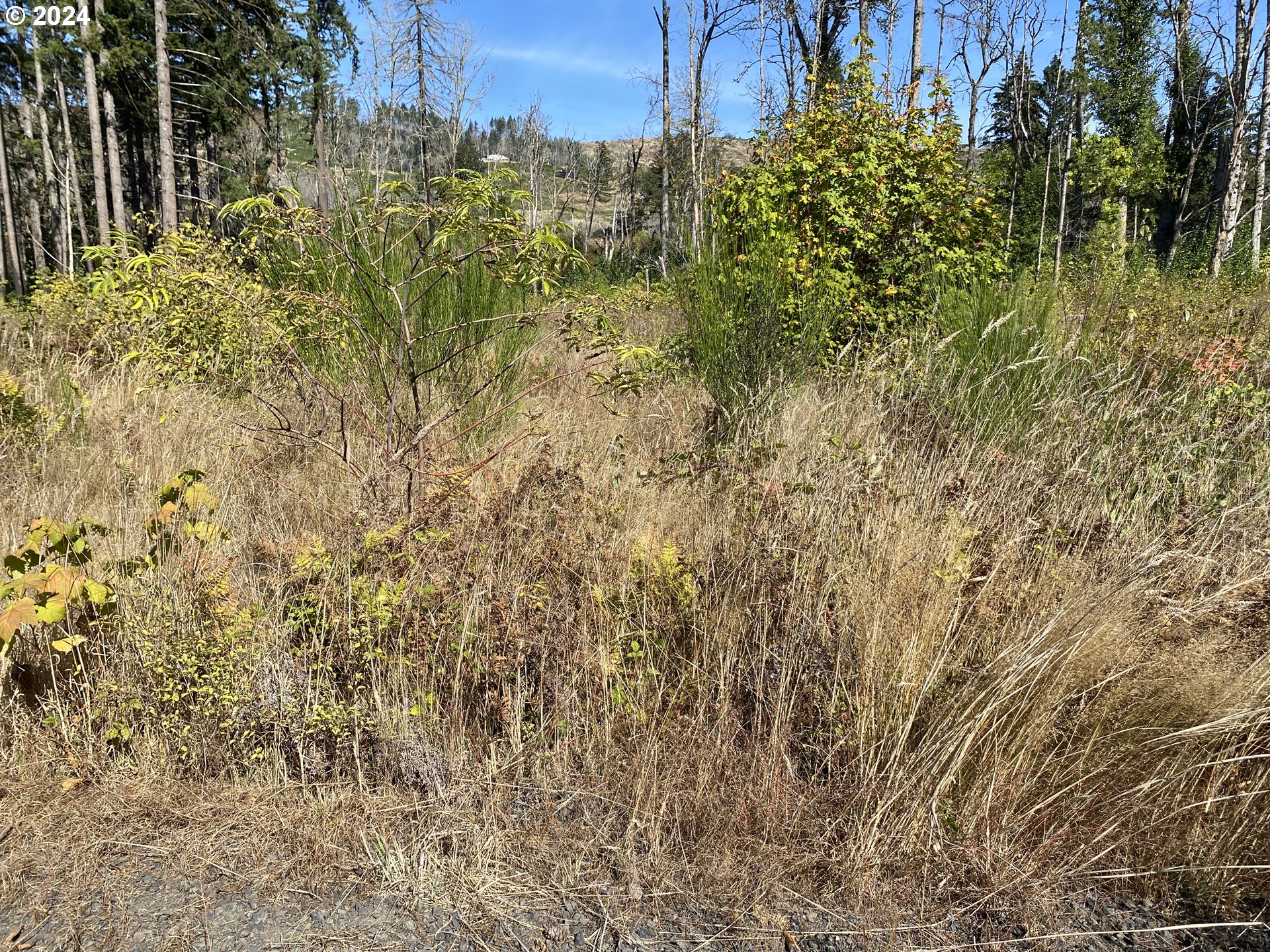 23545 North Fork Road Southeast Lyons, OR 97358 - Photo 10 of 12 a view of a bunch of plants and trees