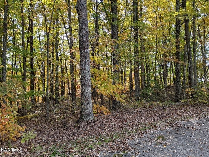 0 Star Point Road Jamestown, TN 38556 - Photo 13 of 17 a view of a yard