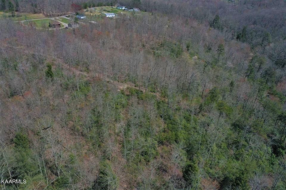 0 Star Point Road Jamestown, TN 38556 - Photo 4 of 17 a view of a dry yard in a forest