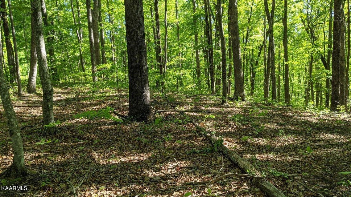 0 Star Point Road Jamestown, TN 38556 - Photo 8 of 17 a view of outdoor space and trees