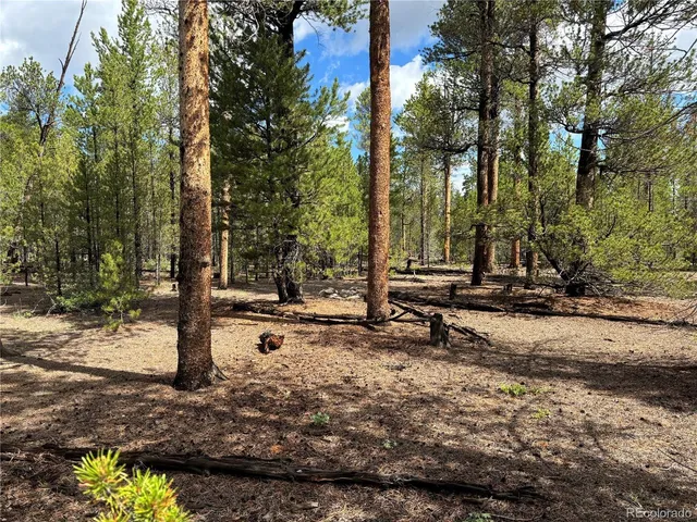a view of a park with large trees