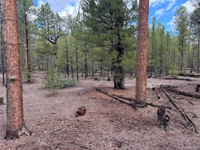 a view of a forest filled with trees