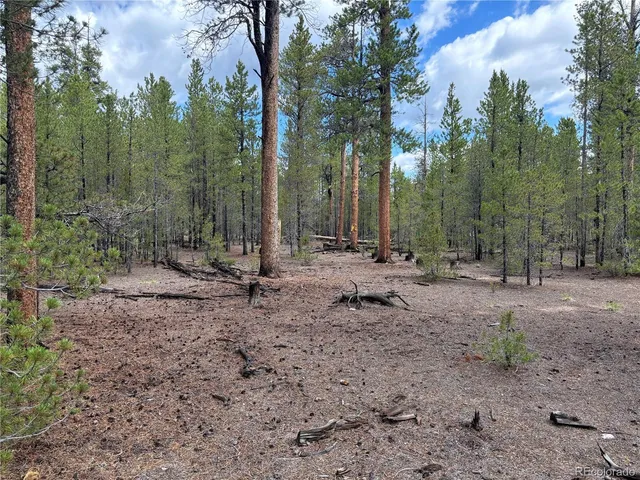 a view of a forest with trees in the background
