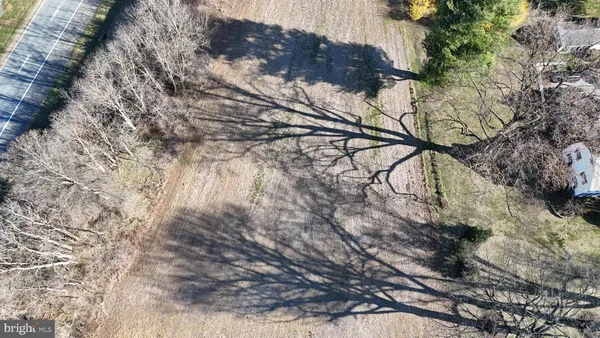 a picture of tree