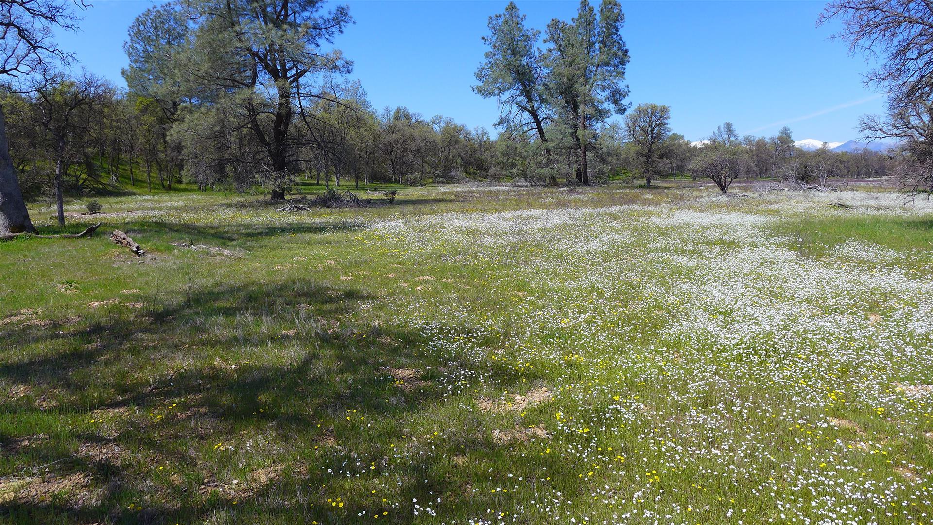 Two 2 Feathers Road Cottonwood, CA 96022 - Photo 8 of 11 P1080603