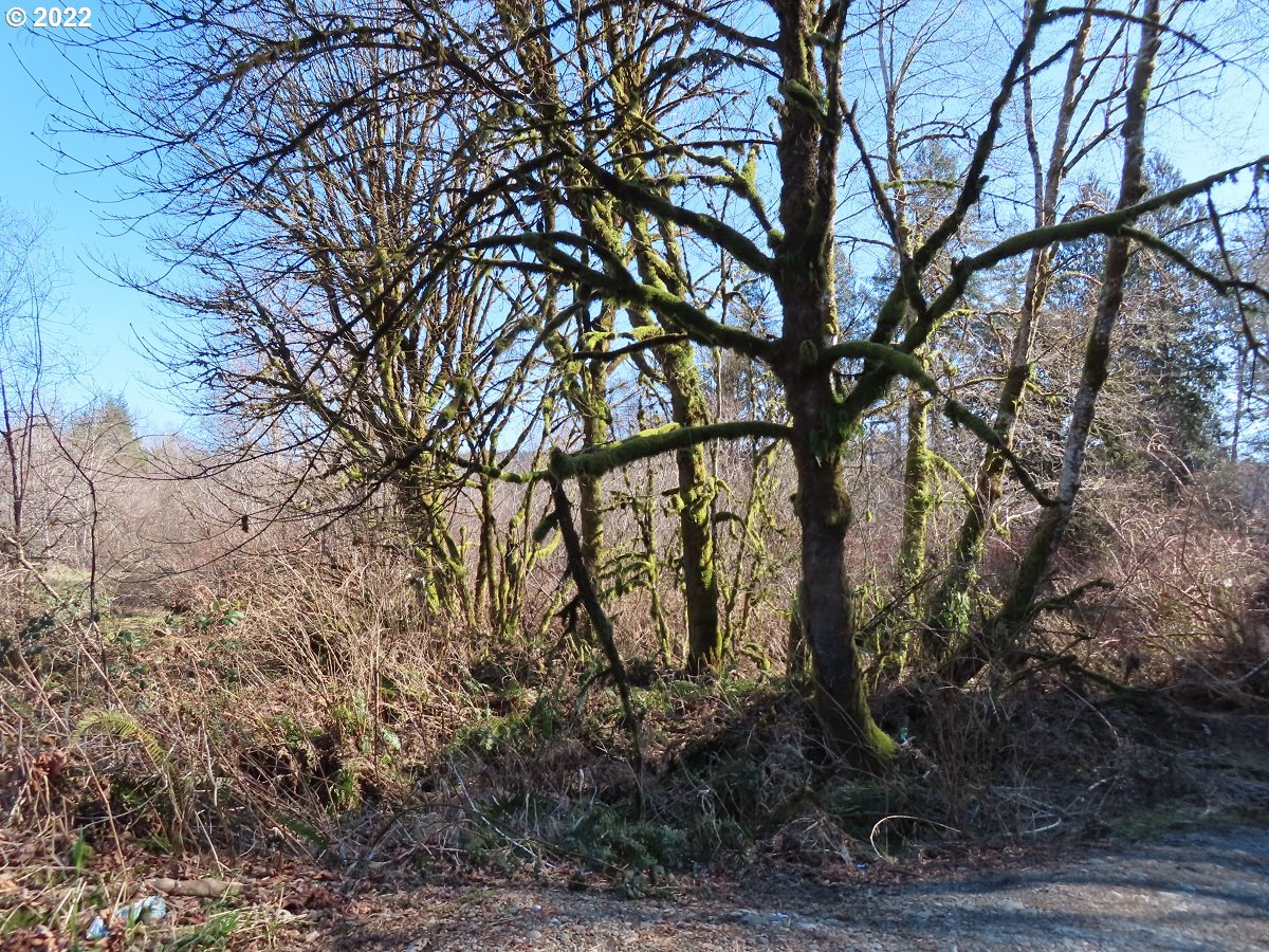 West Schafer Road Elma, WA 98541 - Photo 21 of 25 Gallery Image 21