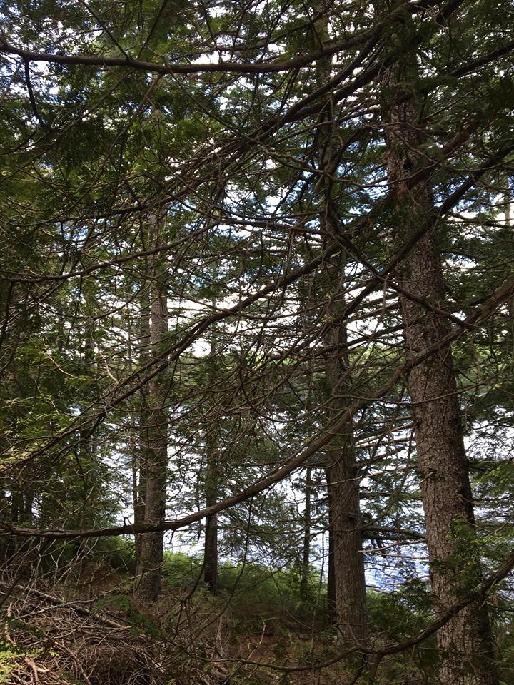 Lot 515 Deer Haven Road Wesley, ME 04686 - Photo 7 of 11 66010256_446475945914525_646665590221150