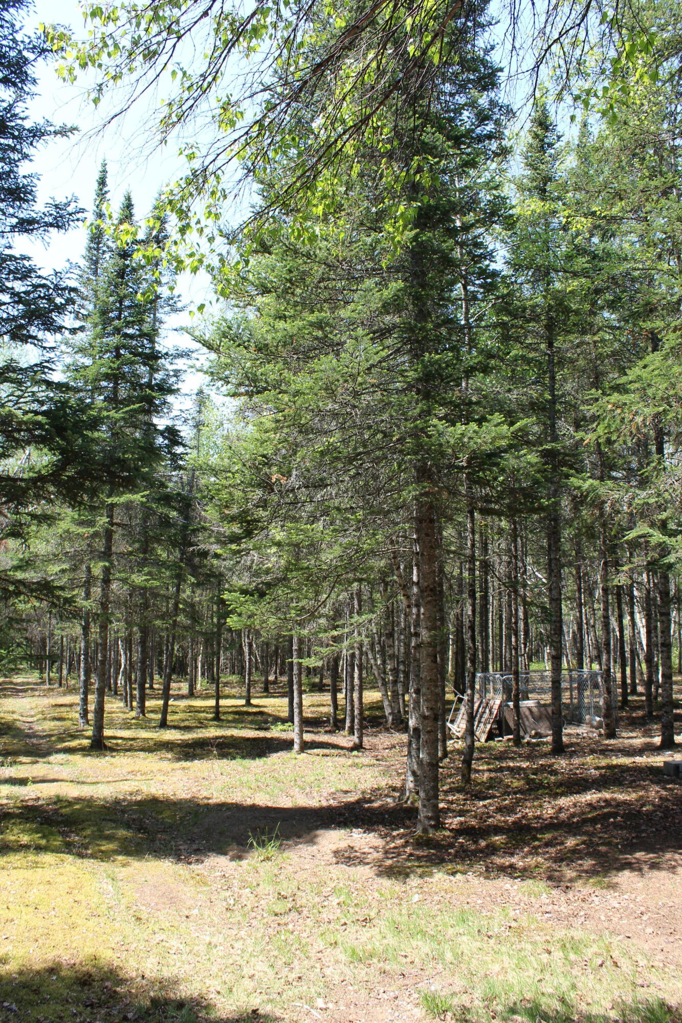 1136 Seboeis Road Howland, ME 04448 - Photo 35 of 37 back woods