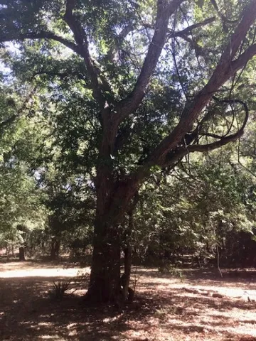 a view of a yard with a tree