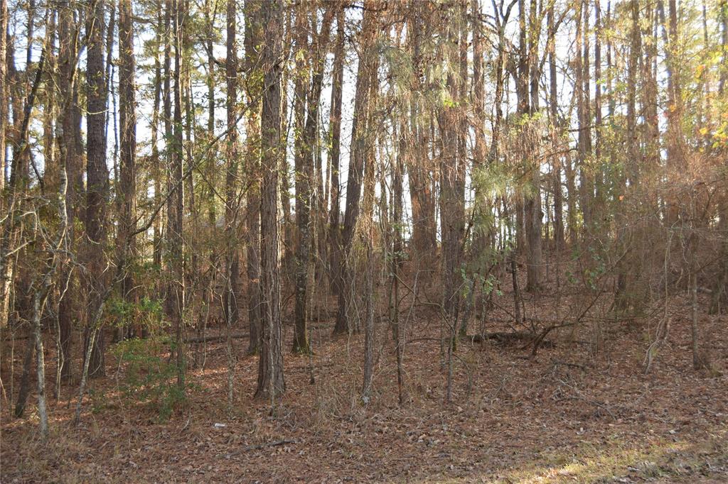 Lot #41 Timberlane Drive Minden, LA 71055 - Photo 3 of 9 a view of forest