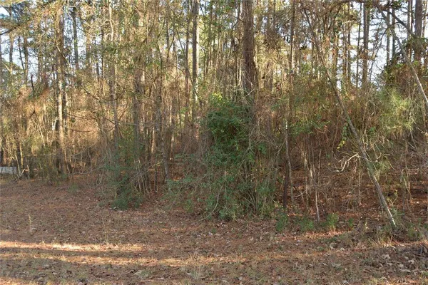a view of a forest with trees in the background