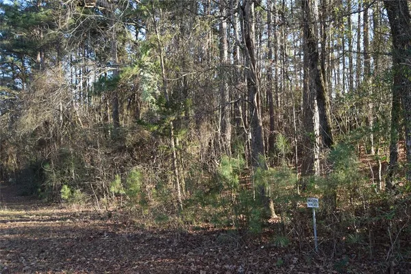 a view of forest