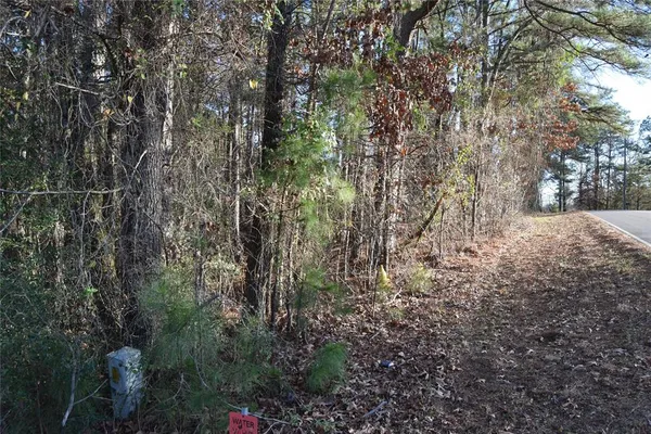 a view of a forest