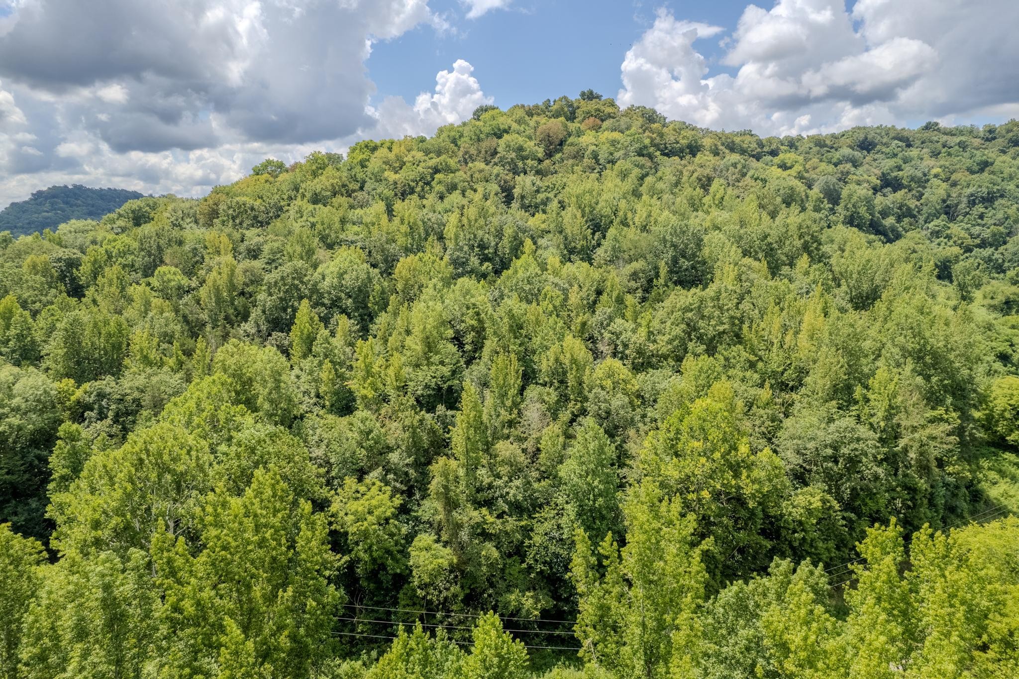 0 Watts Hollow Road Buffalo Valley, TN 38548 - Photo 11 of 16 a close up of a plant in a garden