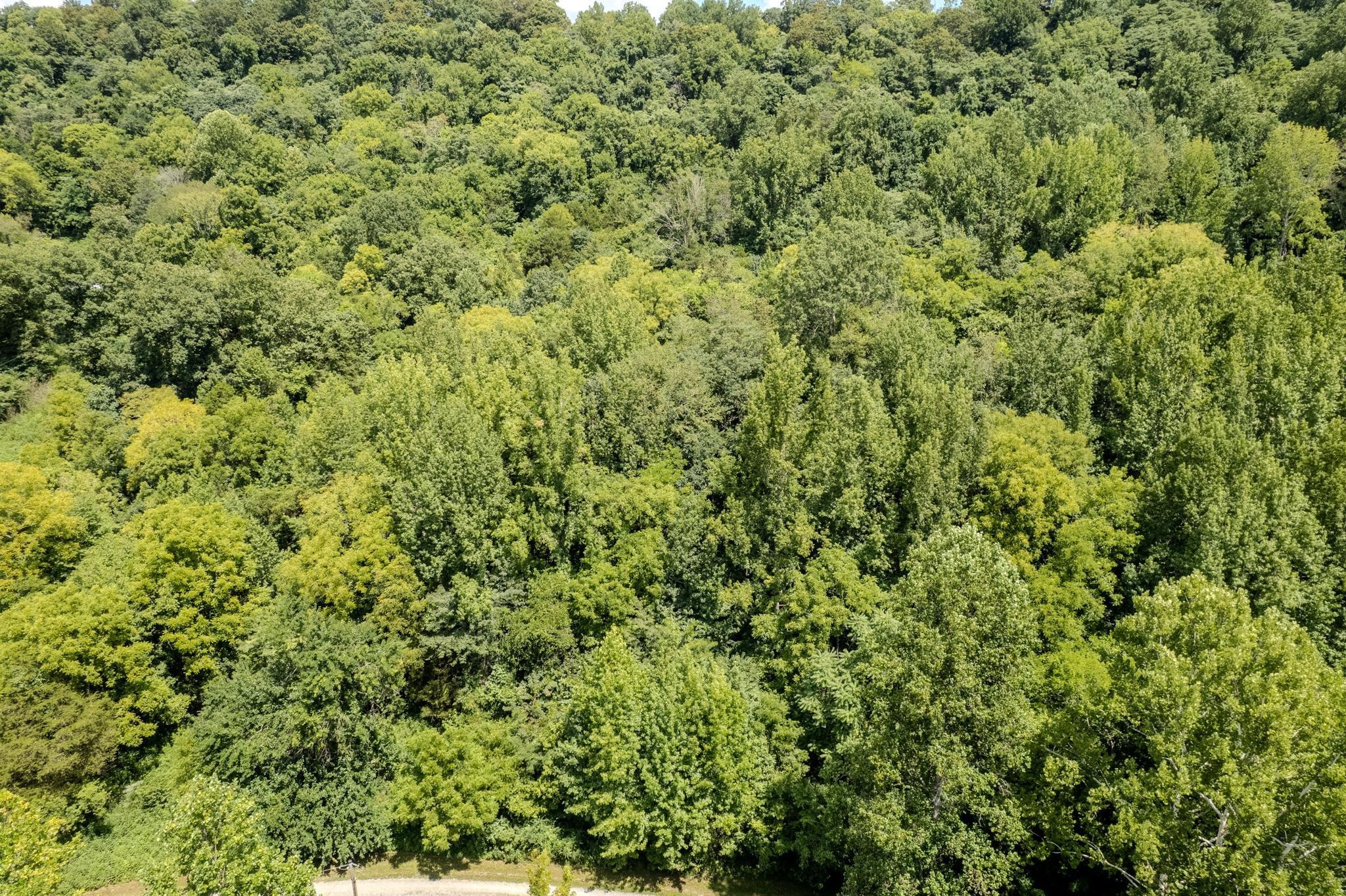 0 Watts Hollow Road Buffalo Valley, TN 38548 - Photo 10 of 16 a view of a big yard with plants and large trees