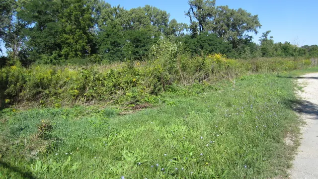 a view of a lush green space