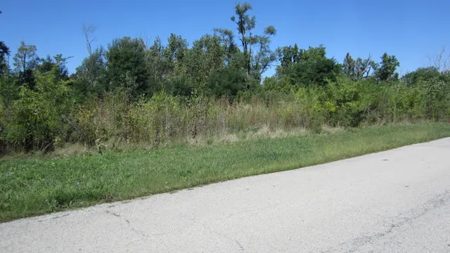 a view of a garden with a tree