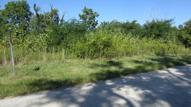 a view of a lush green forest with lots of trees