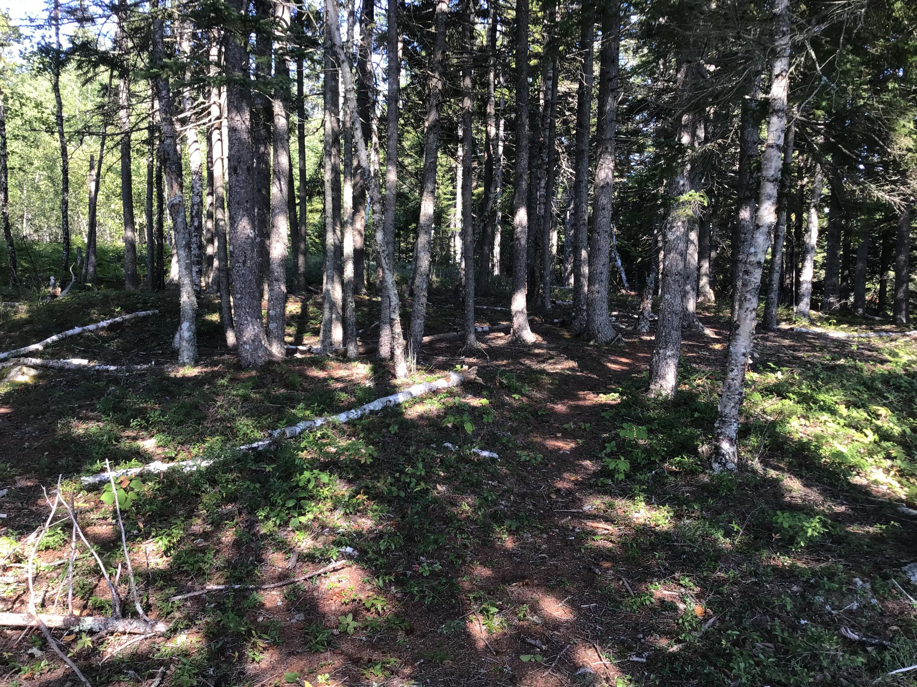 Lot 2 East Eagle Point Road Milbridge, ME 04658 - Photo 13 of 14 IMG_2725