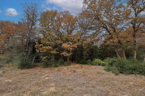 a view of a forest with trees in the background