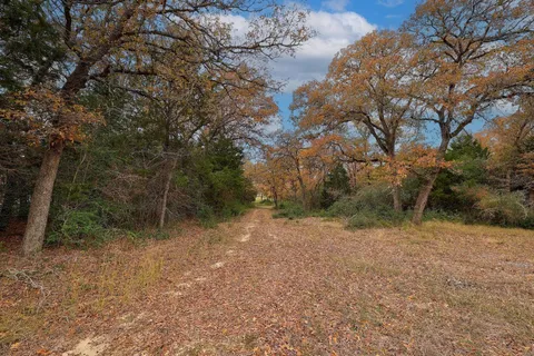 a view of a forest with trees in the background
