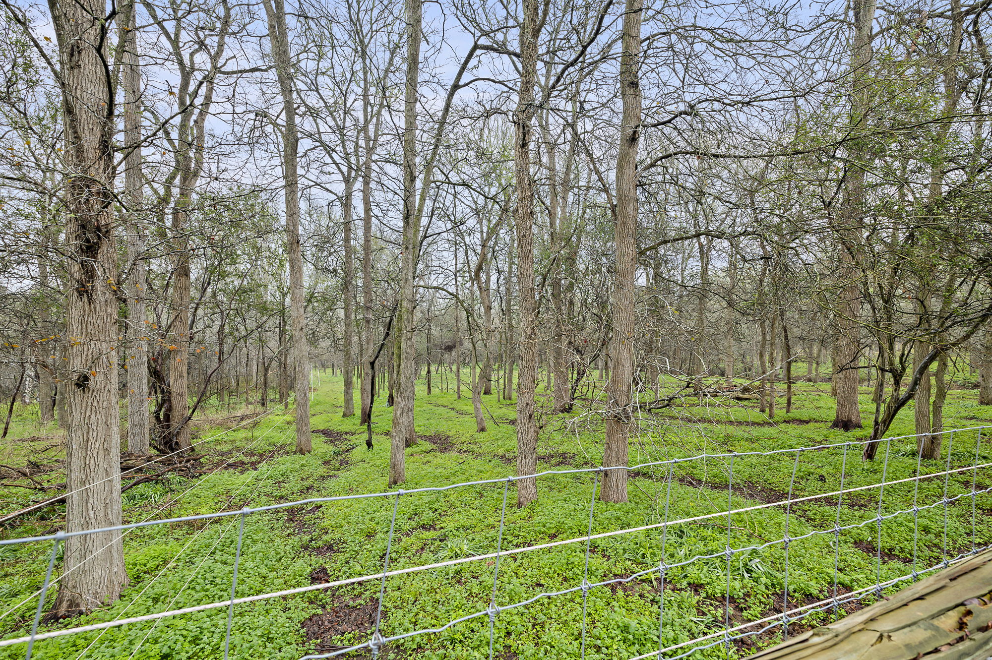 175 Fawn Ridge Road Cedar Creek, TX 78612 - Photo 27 of 34 a view of a field with grass and trees