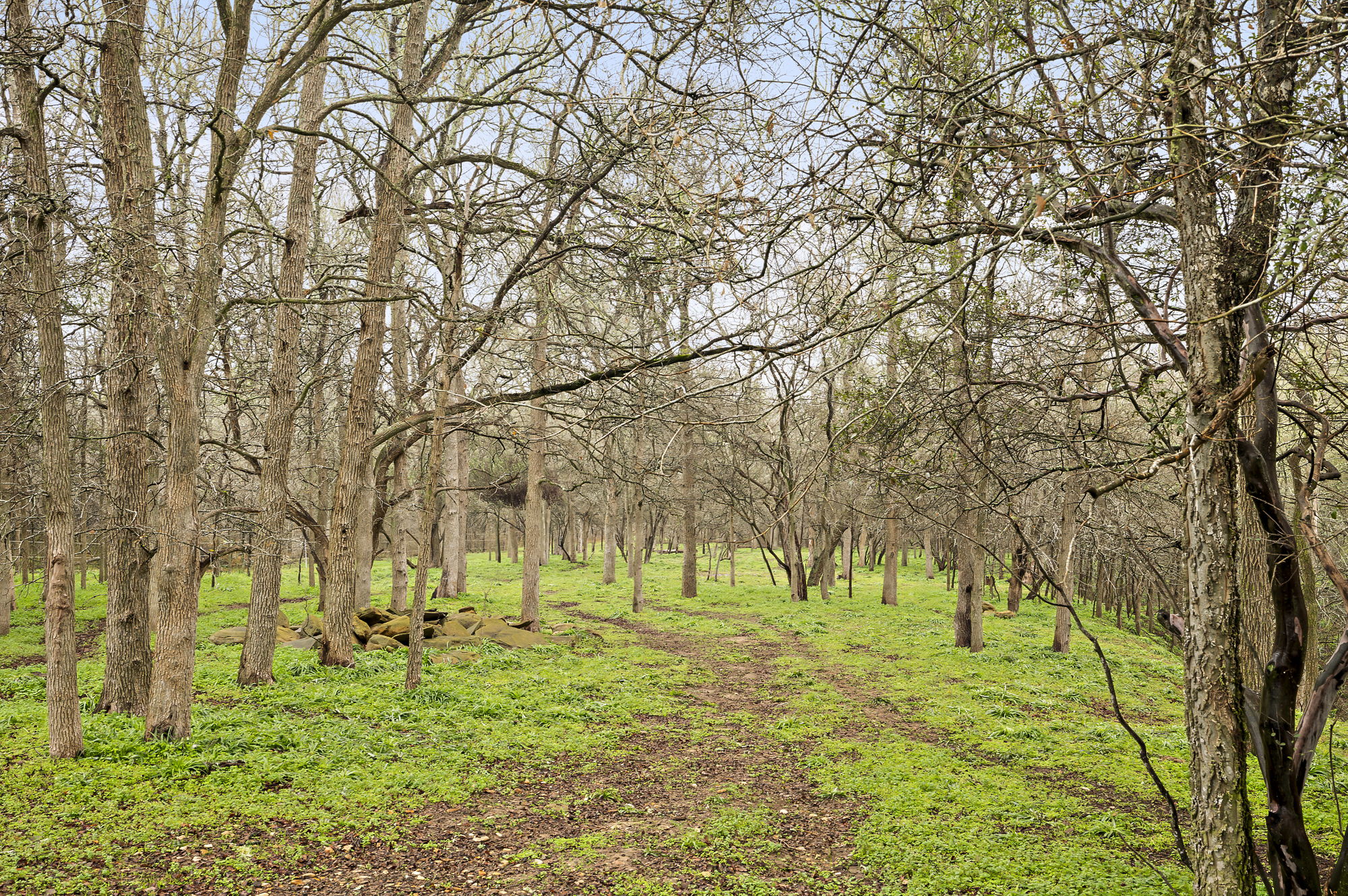 175 Fawn Ridge Road Cedar Creek, TX 78612 - Photo 33 of 34 a view of yard with trees
