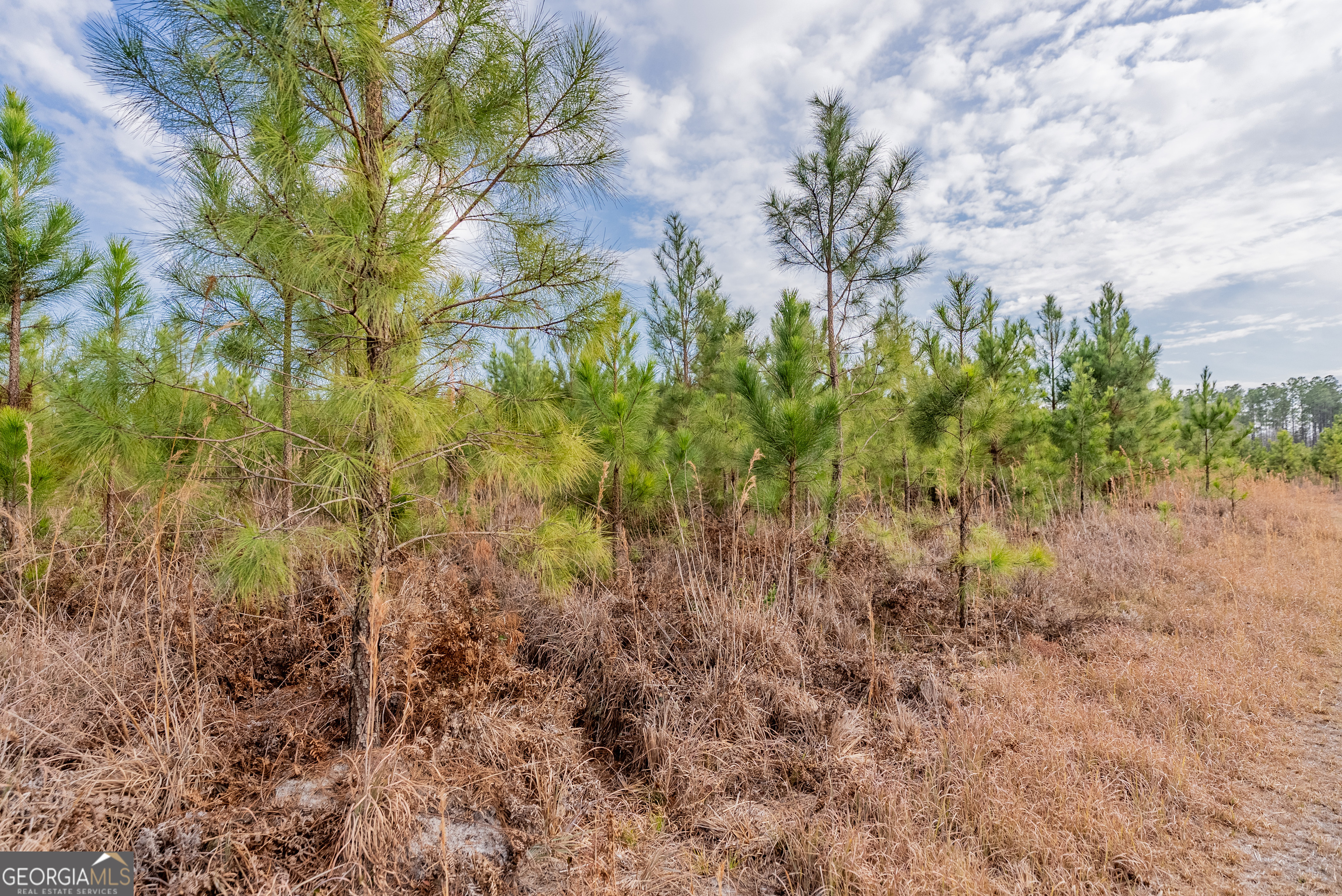3 Reddish Road Odum, GA 31555 - Photo 36 of 55 a close up of a plant in a garden