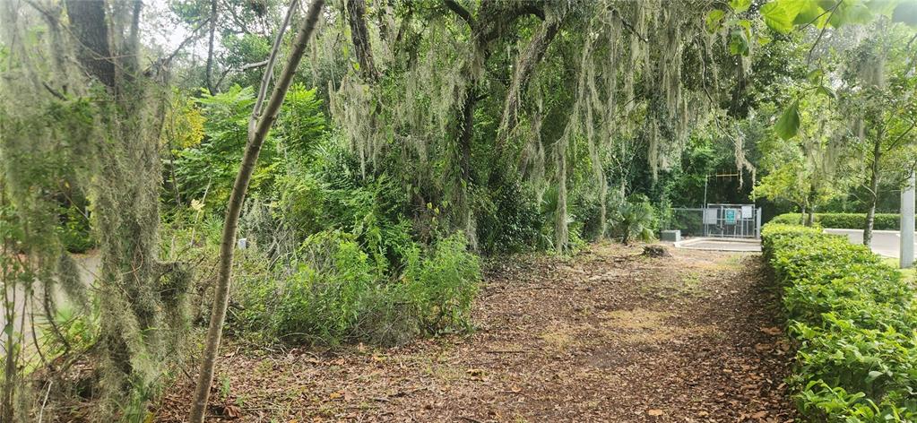 None Street Altamonte Springs, FL 32714 - Photo 5 of 6 a view of a yard with plants and large trees
