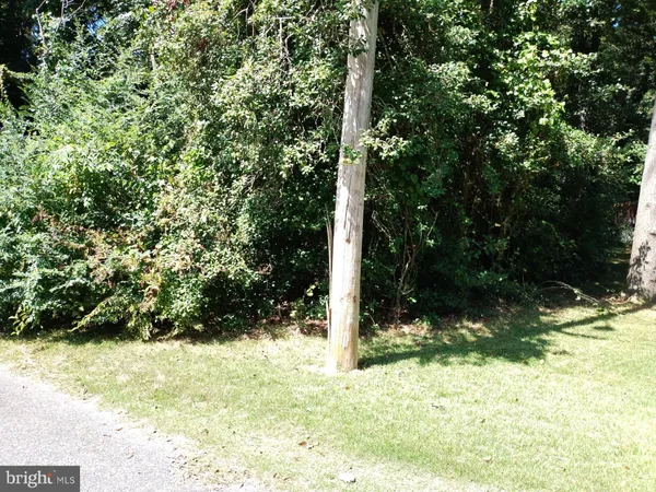 a view of a yard with plants and trees