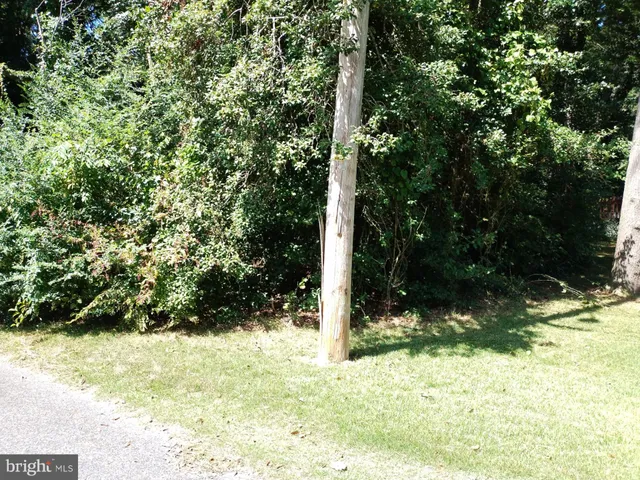 a view of a yard with plants and trees