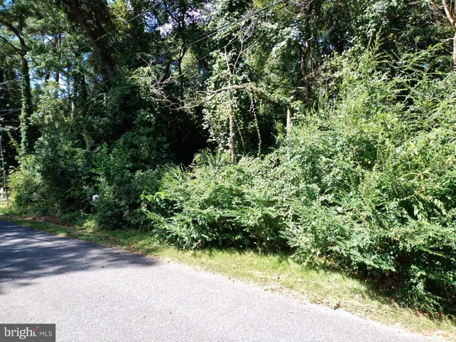 a view of a yard with plants and trees