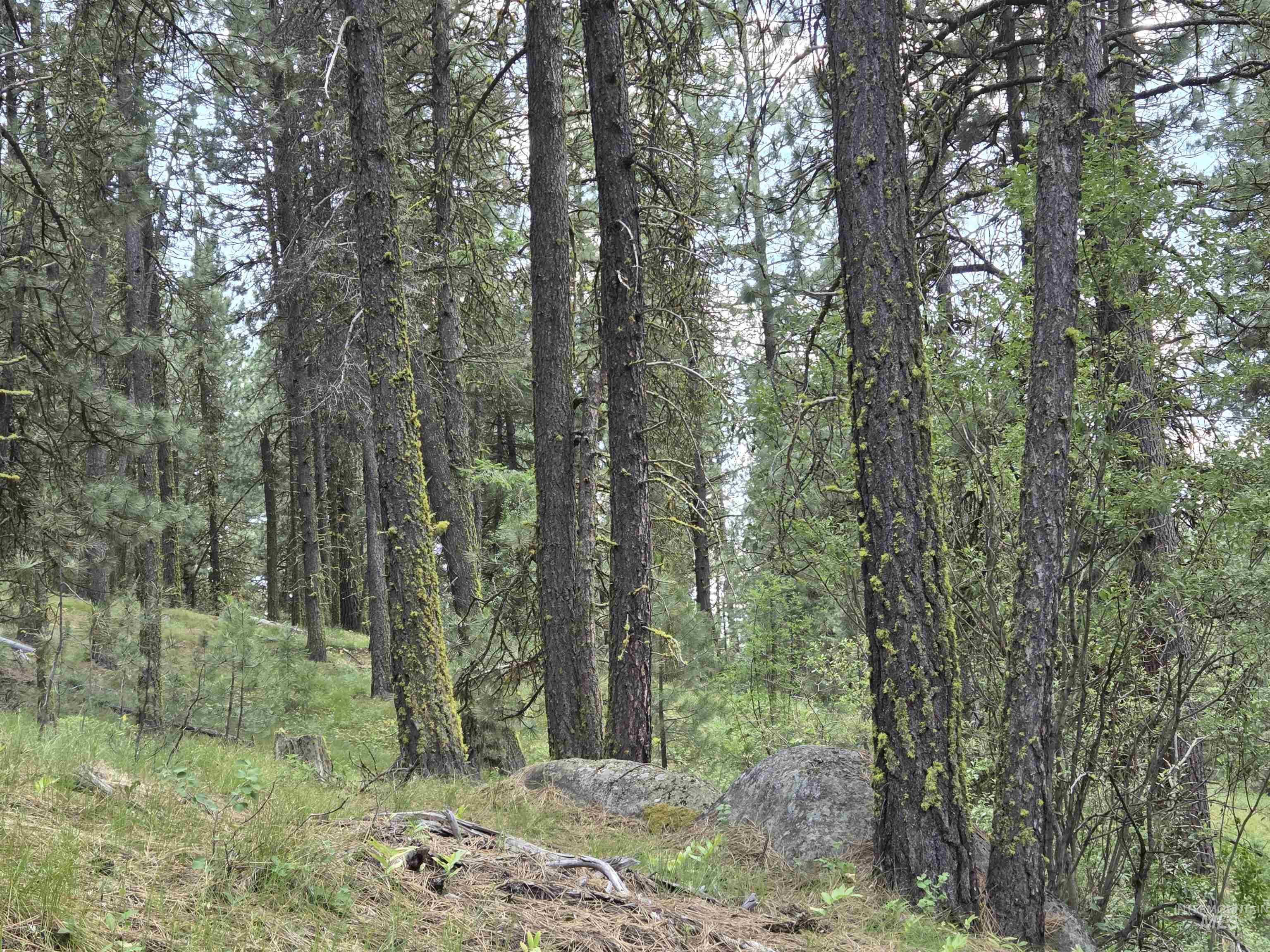 110 Lantern Way Cascade, ID 83611 - Photo 1 of 32 View of wooded area