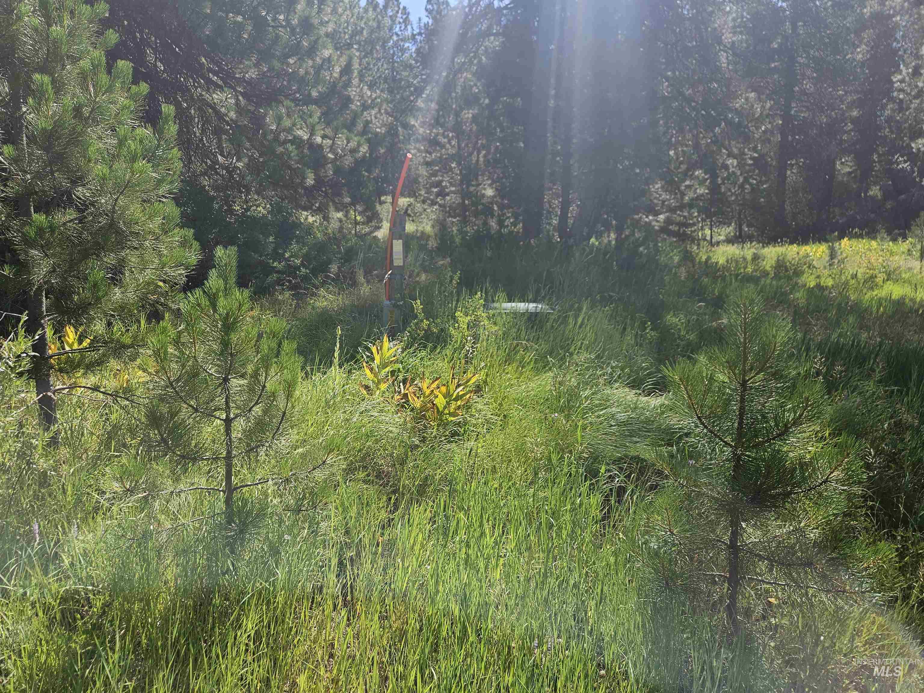 110 Lantern Way Cascade, ID 83611 - Photo 11 of 32 View of tree filled area