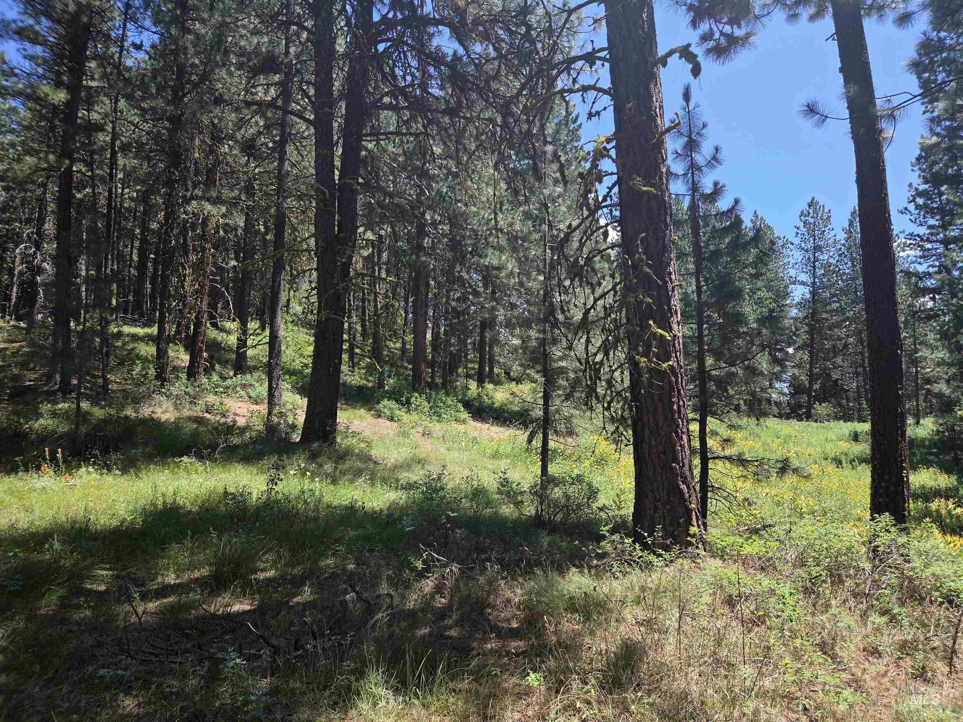 110 Lantern Way Cascade, ID 83611 - Photo 12 of 32 View of tree filled area
