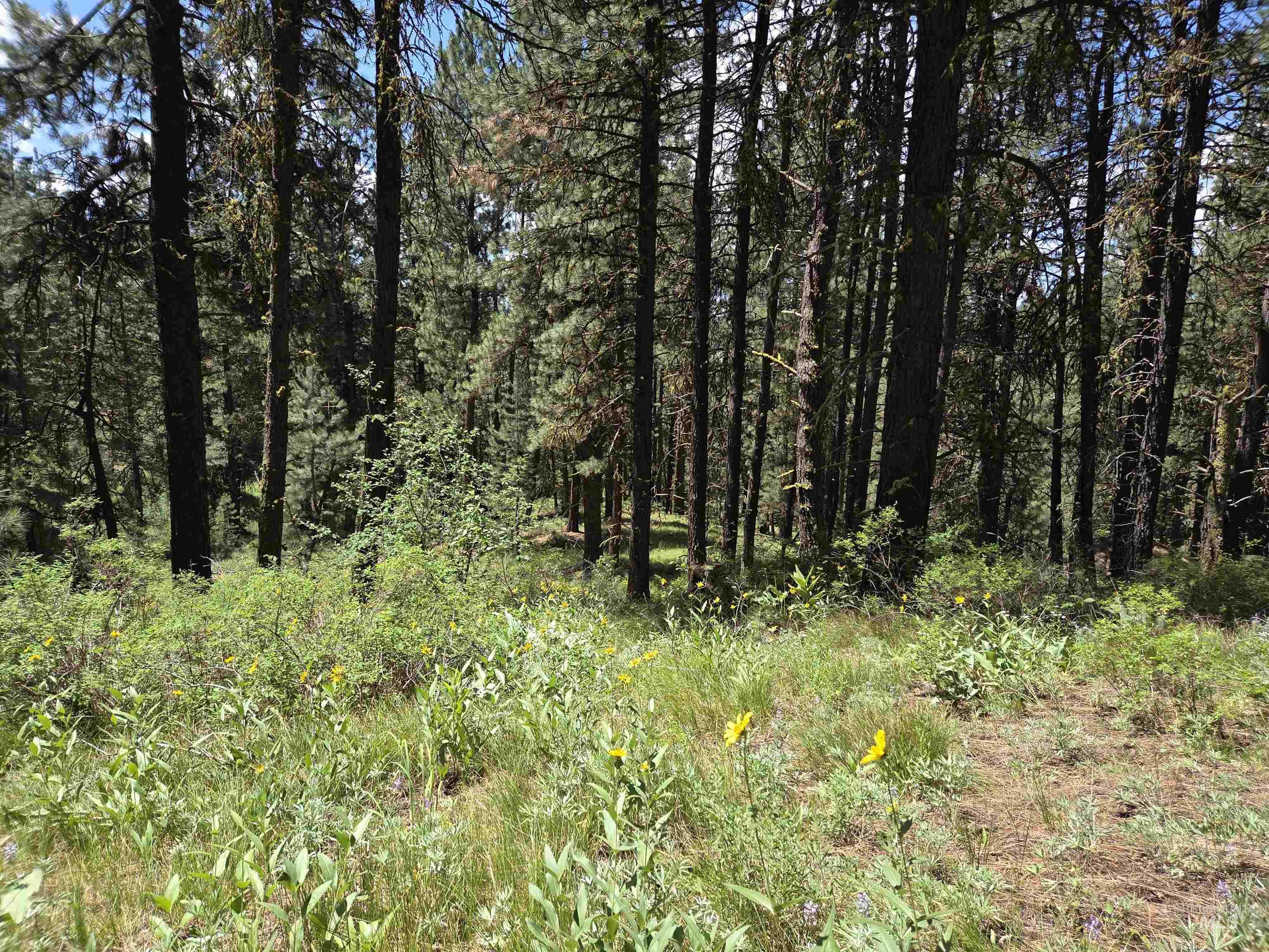 110 Lantern Way Cascade, ID 83611 - Photo 15 of 32 View of woods